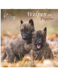 Calendario 2026 - Puppies (30X30) (160940)