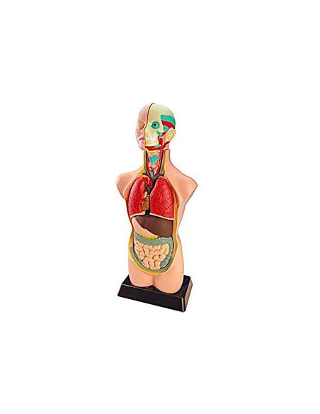 Juego Miniland Anatomia Humana 11 Piezas 50 Cm